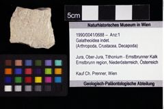 Foto (Objket + Etiketten) von Galatheoidea indet. 